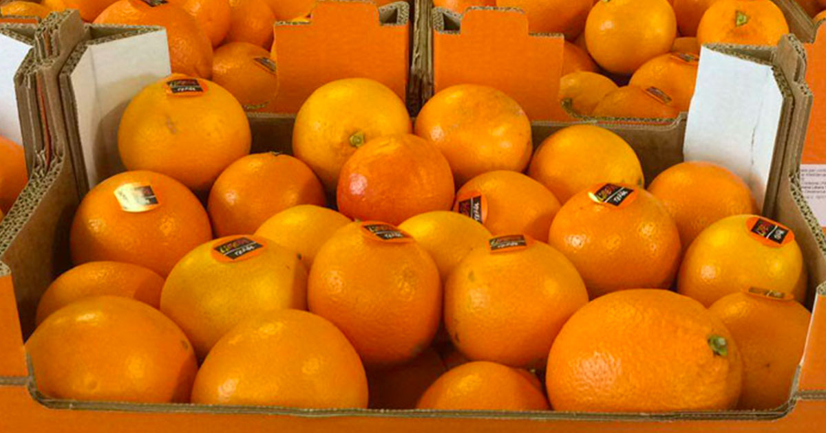 Distribuzione arance libera dalle mafie
