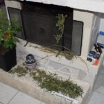 In casa una serra di marijuana, arrestato 39enne