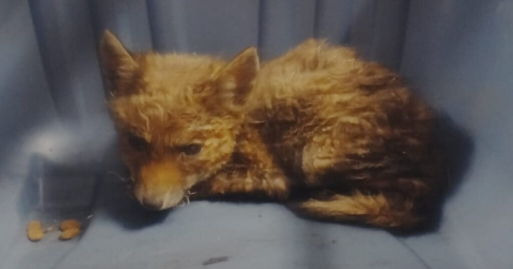 Salvaguardia della fauna, salvati una tartaruga marina e un cucciolo di volpe