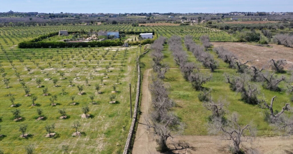 Martano, 1500 ulivi consegnati da Mapei all’associazione Olivami